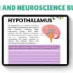 The Brain Regions And Neuroscience Psychoeducation Bundle, Brain and Neuroscience Therapy and Education, Therapy Resources, Brain Anatomy